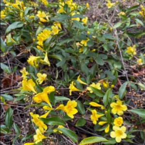 Carolina Jessamine Plant - Live Yellow Jasmine Climbing Vine - 5-7 Inch Tall