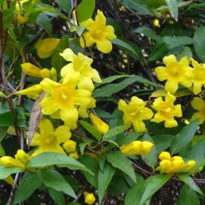 Carolina Jessamine Plant - Live Yellow Jasmine Climbing Vine - 5-7 Inch Tall