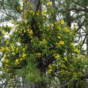 Carolina Jessamine Plant - Live Yellow Jasmine Climbing Vine - 5-7 Inch Tall