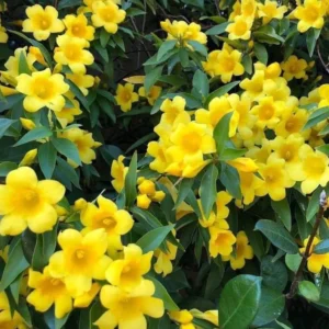 Carolina Jessamine Plant - Live Yellow Jasmine Climbing Vine - 5-7 Inch Tall