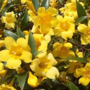 Carolina Jessamine Plant - Live Yellow Jasmine Climbing Vine - 5-7 Inch Tall