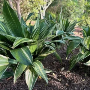 Cast Iron Variegated Asahi Plant 6