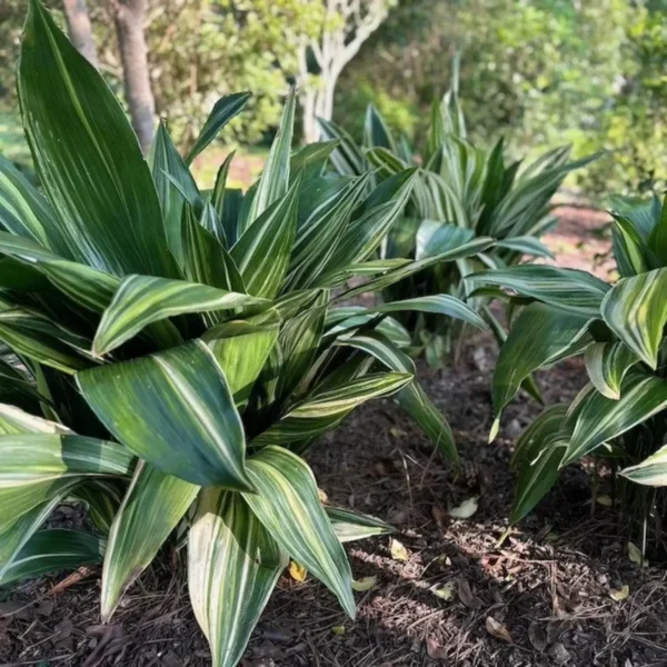 Cast Iron Variegated Asahi Plant 6" Pot Easy Care Houseplant
