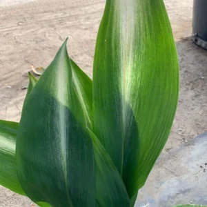 Cast Iron Variegated Asahi Plant 6" Pot Easy Care Houseplant