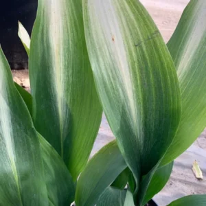 Cast Iron Variegated Asahi Plant 6