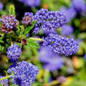 Ceanothus Concha California Lilac Tree Plant - 1Ft Tall - 6