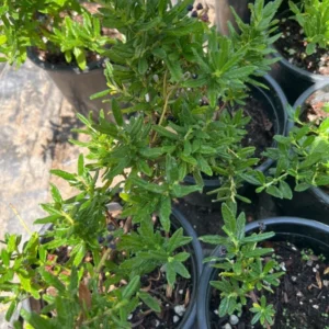 Ceanothus Concha California Lilac Tree Plant - 1Ft Tall - 6" Pot