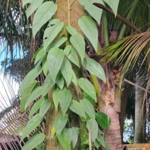Cebu Blue Epipremnum Pothos Live Plant 4-5 Leaves Well Rooted Easy Care