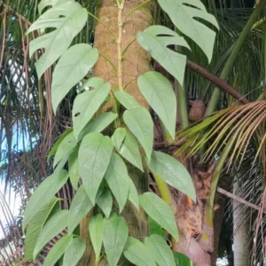 Cebu Blue Epipremnum Pothos Live Plant 4-5 Leaves Well Rooted Easy Care