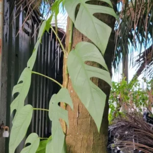 Cebu Blue Epipremnum Pothos Live Plant 4-5 Leaves Well Rooted Easy Care