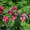 Cestrum Newellii Red Flowering Jasmine Plant - 5-7 Inch Seedling - Ruby Clusters - Garden Shrub