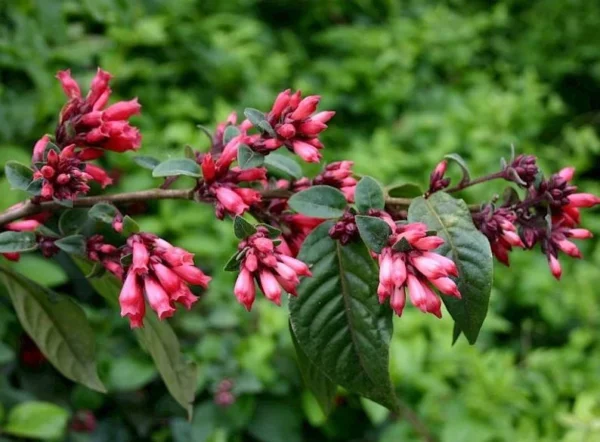 Cestrum Newellii Red Flowering Jasmine Plant - 5-7 Inch Seedling - Ruby Clusters - Garden Shrub