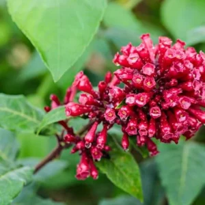 Cestrum Newellii Red Flowering Jasmine Plant - 5-7 Inch Seedling - Ruby Clusters - Garden Shrub