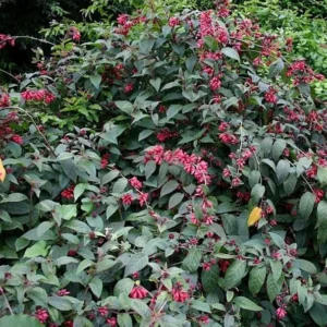 Cestrum Newellii Red Flowering Jasmine Plant - 5-7 Inch Seedling - Ruby Clusters - Garden Shrub