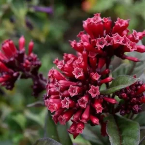 Cestrum Newellii Red Flowering Jasmine Plant - 5-7 Inch Seedling - Ruby Clusters - Garden Shrub