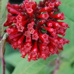 Cestrum Newellii Red Flowering Jasmine Plant - 5-7 Inch Seedling - Ruby Clusters - Garden Shrub