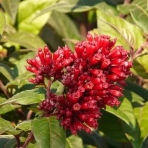 Cestrum Newellii Red Flowering Jasmine Plant - 5-7 Inch Seedling - Ruby Clusters - Garden Shrub