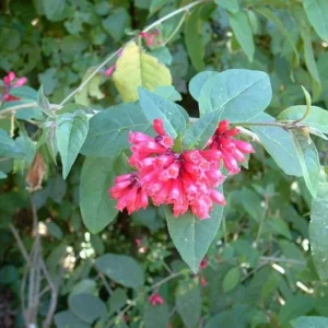 Cestrum Newellii Red Flowering Jasmine Plant - 5-7 Inch Seedling - Ruby Clusters - Garden Shrub