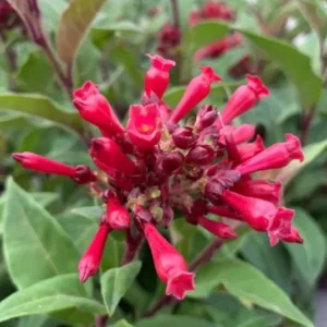 Cestrum Newellii Red Flowering Jasmine Plant - 5-7 Inch Seedling - Ruby Clusters - Garden Shrub
