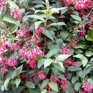 Cestrum Newellii Red Flowering Jasmine Plant - 5-7 Inch Seedling - Ruby Clusters - Garden Shrub