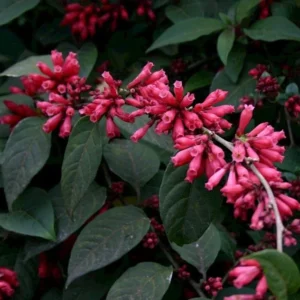Cestrum Newellii Red Flowering Jasmine Plant - 5-7 Inch Seedling - Ruby Clusters - Garden Shrub