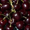 Cherry Bing Tree - Sweet Cherry Fruit Tree - 3-4 ft Tall - 3 Gal Pot