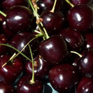 Cherry Bing Tree - Sweet Cherry Fruit Tree - 3-4 ft Tall - 3 Gal Pot