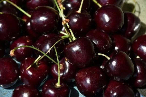 Cherry Bing Tree - Sweet Cherry Fruit Tree - 3-4 ft Tall - 3 Gal Pot