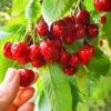Cherry Organic Bonsai Tree Self Pollinated Plant