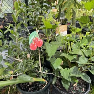 Cherry Organic Bonsai Tree Self Pollinated Plant