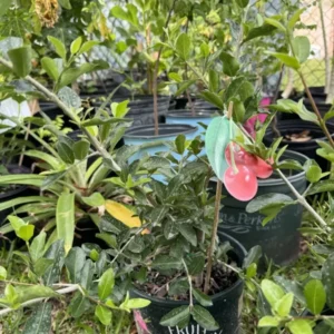 Cherry Organic Bonsai Tree Self Pollinated Plant