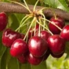 Cherry Royal Crimson Plant Grafted Fruit Tree 3-4 Ft 3 Gal Pot
