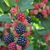 Chester Blackberry Plants Set - 2 Live Fruit Bushes - Garden Ready