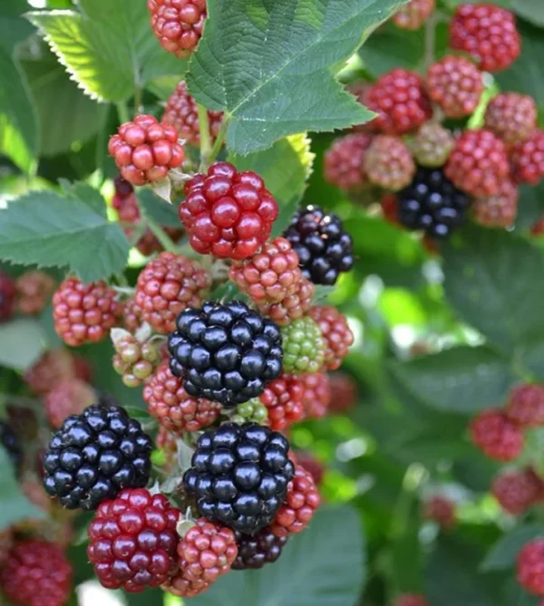 Chester Blackberry Plants Set - 2 Live Fruit Bushes - Garden Ready