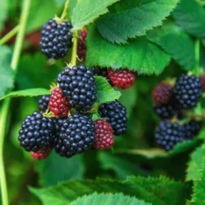Chester Blackberry Plants Set - 2 Live Fruit Bushes - Garden Ready