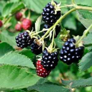 Chester Blackberry Plants Set - 2 Live Fruit Bushes - Garden Ready