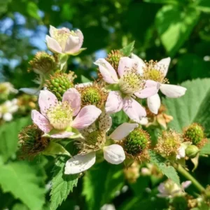 Chester Blackberry Plants Set - 2 Live Fruit Bushes - Garden Ready