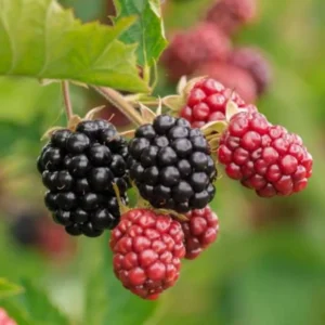 Chester Blackberry Plants Set - 2 Live Fruit Bushes - Garden Ready