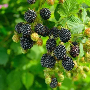 Chester Blackberry Plants Set - 2 Live Fruit Bushes - Garden Ready