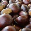 Chinese Chestnut Tree 2 Pack - Castanea Mollissima - Edible Nut Tree - Full Sun- NOT SHIP AK,CA, HI, WA