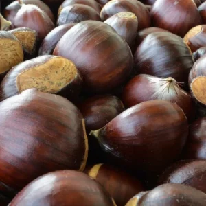 Chinese Chestnut Tree 2 Pack - Castanea Mollissima - Edible Nut Tree - Full Sun- NOT SHIP AK,CA, HI, WA