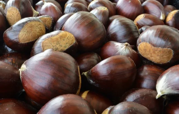 Chinese Chestnut Tree 2 Pack - Castanea Mollissima - Edible Nut Tree - Full Sun- NOT SHIP AK,CA, HI, WA