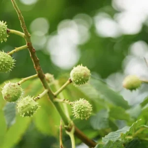 Chinese Chestnut Tree 2 Pack - Castanea Mollissima - Edible Nut Tree - Full Sun- NOT SHIP AK,CA, HI, WA