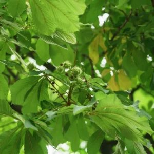 Chinese Chestnut Tree 2 Pack - Castanea Mollissima - Edible Nut Tree - Full Sun- NOT SHIP AK,CA, HI, WA