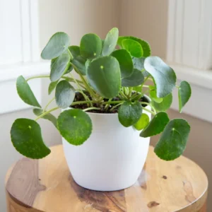 Chinese Money Plant Pilea peperomioides Live Plant 4