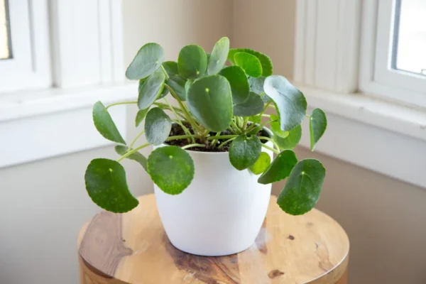 Chinese Money Plant Pilea peperomioides Live Plant 4" Pot Indoor