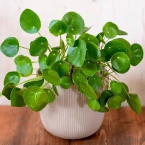 Chinese Money Plant Pilea peperomioides Live Plant 4" Pot Indoor