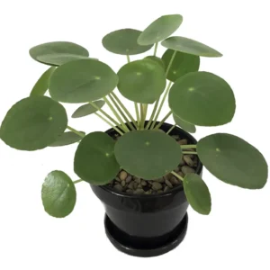 Chinese Money Plant Pilea peperomioides Live Plant 4