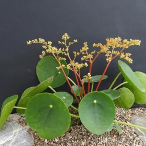 Chinese Money Plant Pilea peperomioides Live Plant 4