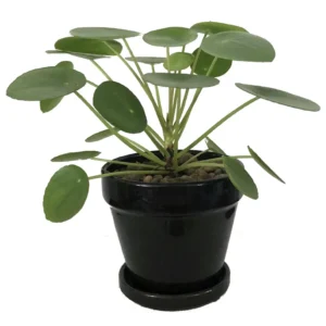 Chinese Money Plant Pilea peperomioides Live Plant 4